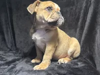 Rocky, a male English Bulldog for sale in Ypsilanti, MI – 2 of 4