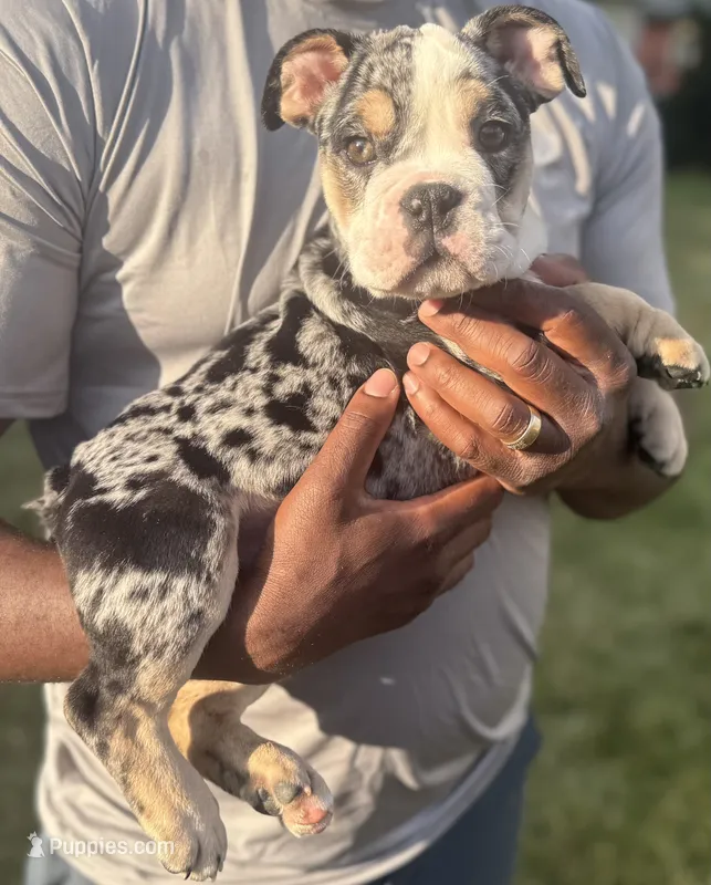 Peggy Skylar  – English Bulldog puppy for sale in Ypsilanti, MI