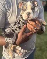 Peggy Skylar , a female English Bulldog for sale in Ypsilanti, MI – 1 of 8