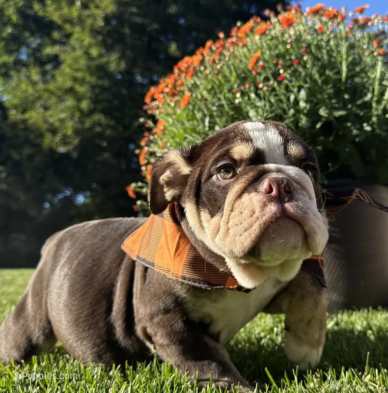 Tim Mcgraw – English Bulldog puppy for sale in Ypsilanti, MI