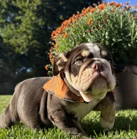 Tim Mcgraw, a male English Bulldog for sale in Ypsilanti, MI – 1 of 9