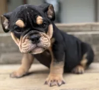 Aaron Burr, a male English Bulldog for sale in Ypsilanti, MI – 9 of 10