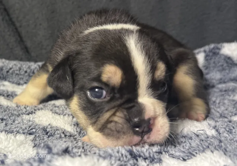 Alexander Hamilton – English Bulldog puppy for sale in Ypsilanti, MI