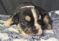 Alexander Hamilton, a male English Bulldog for sale in Ypsilanti, MI – 2 of 4