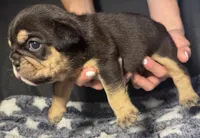 Aaron Burr, a male English Bulldog for sale in Ypsilanti, MI – 7 of 8