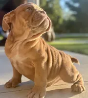 Alan Jackson, a male English Bulldog for sale in Ypsilanti, MI – 6 of 8