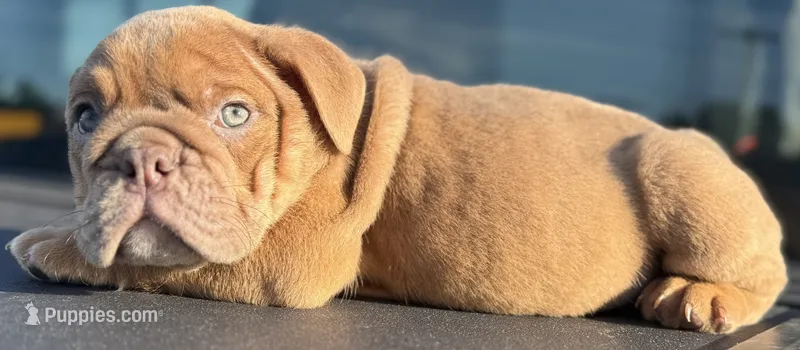 Alan Jackson – English Bulldog puppy for sale in Ypsilanti, MI