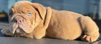 Alan Jackson, a male English Bulldog for sale in Ypsilanti, MI – 5 of 8