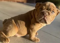 Alan Jackson, a male English Bulldog for sale in Ypsilanti, MI – 7 of 8
