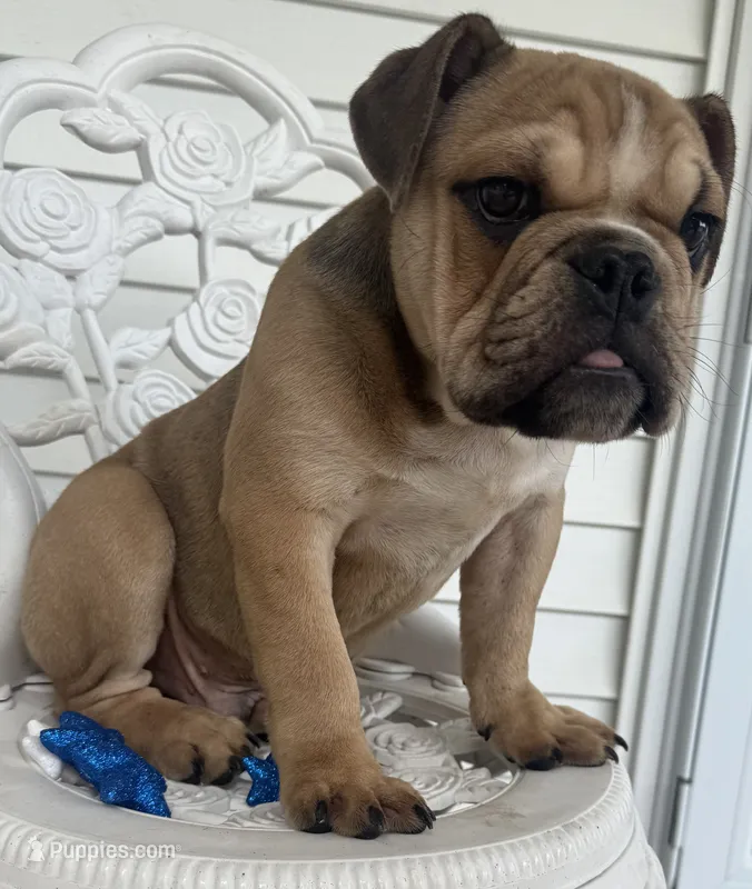Rocky – English Bulldog puppy for sale in Ypsilanti, MI