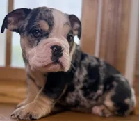 Peggy Skylar , a female English Bulldog for sale in Ypsilanti, MI – 6 of 8