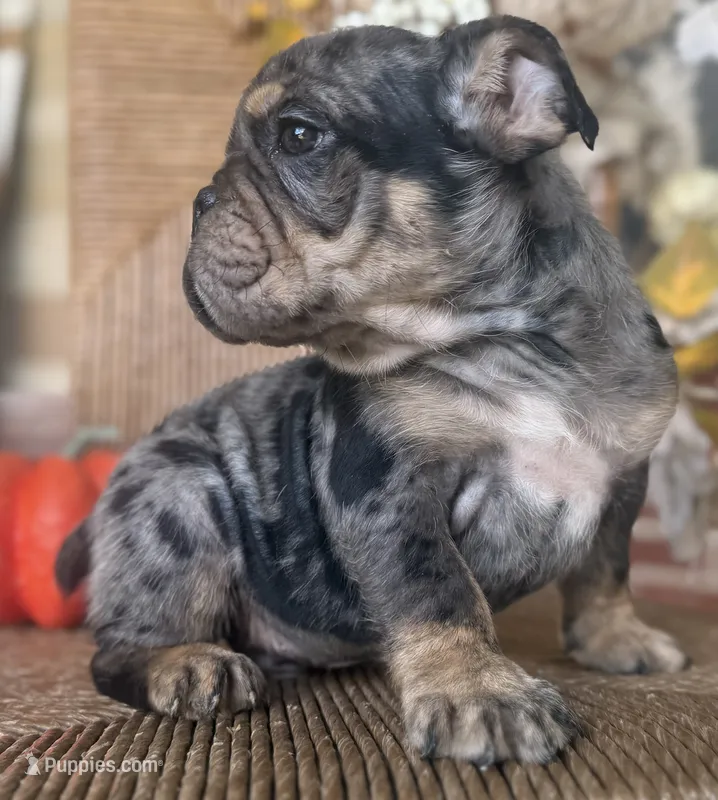 Vince Gill – English Bulldog puppy for sale in Ypsilanti, MI