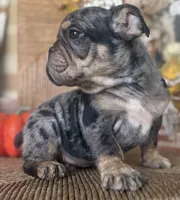 Vince Gill, a male English Bulldog for sale in Ypsilanti, MI – 2 of 7