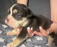 Alexander Hamilton, a male English Bulldog for sale in Ypsilanti, MI – 4 of 4