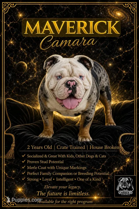 Maverick – English Bulldog puppy for sale in Ypsilanti, MI