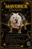 Maverick, a male English Bulldog for sale in Ypsilanti, MI – 1 of 2