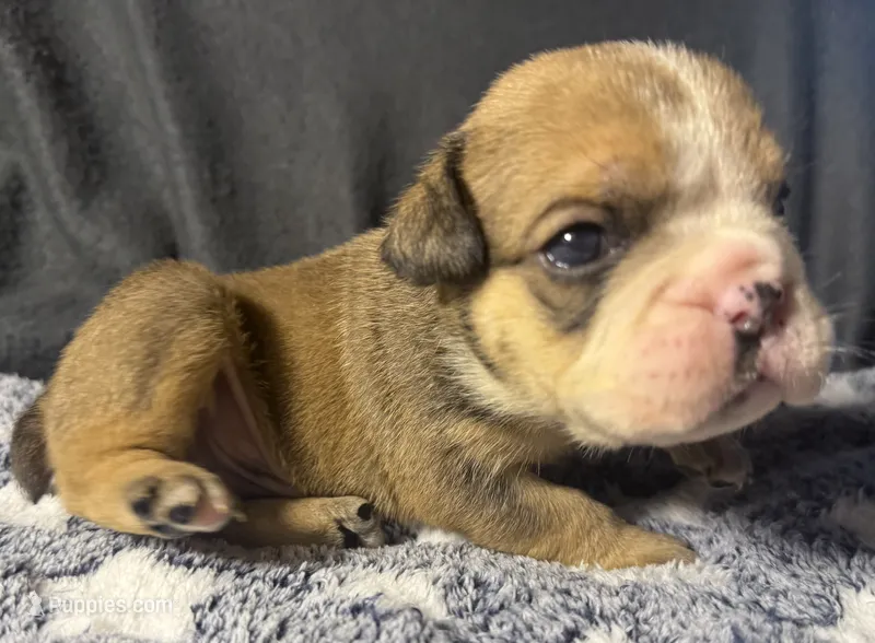 Lafayette  – English Bulldog puppy for sale in Ypsilanti, MI