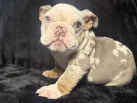 Starry , a male English Bulldog for sale in Ypsilanti, MI – 4 of 5