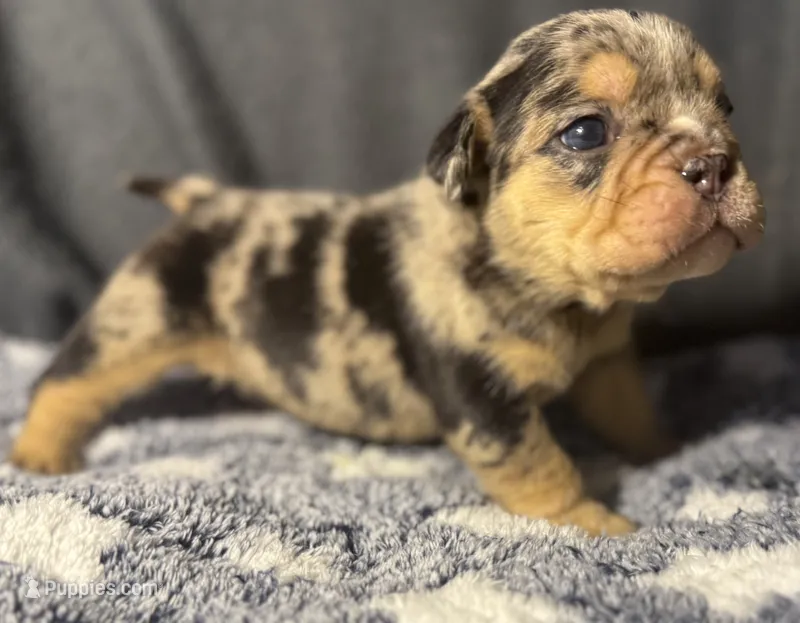 Eliza Skylar – English Bulldog puppy for sale in Ypsilanti, MI