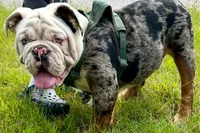 Maverick, a male English Bulldog for sale in Ypsilanti, MI – 2 of 2