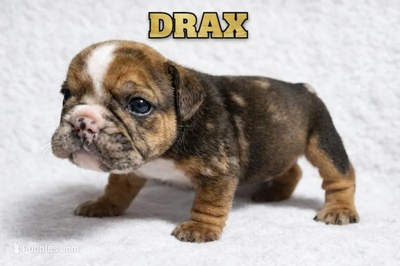DRAX – English Bulldog puppy for sale in Ypsilanti, MI