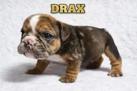 DRAX, a male English Bulldog for sale in Ypsilanti, MI – Photo 1 of 3