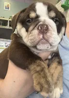 Tim Mcgraw, a male English Bulldog for sale in Ypsilanti, MI – 3 of 9