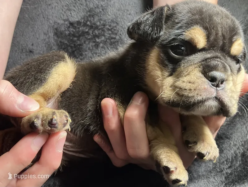 Aaron Burr – English Bulldog puppy for sale in Ypsilanti, MI