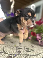 Aaron Burr, a male English Bulldog for sale in Ypsilanti, MI – 8 of 10