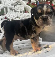 George Washington, a male English Bulldog for sale in Ypsilanti, MI – 5 of 5