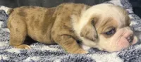 Angelica Skylar, a female English Bulldog for sale in Ypsilanti, MI – 5 of 6