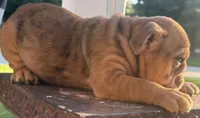 Kenny Chesney, a male English Bulldog for sale in Ypsilanti, MI – 8 of 10