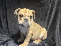 Rocky, a male English Bulldog for sale in Ypsilanti, MI – 3 of 4