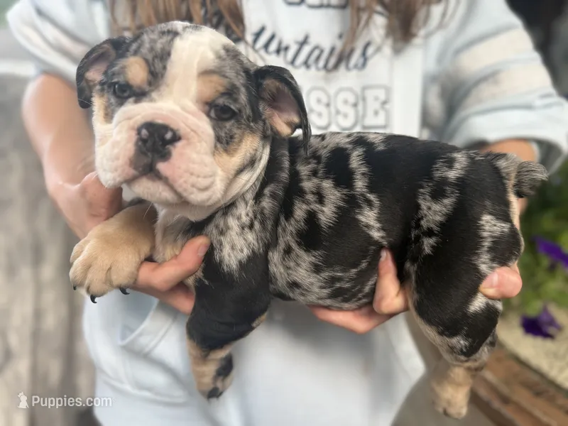 Peggy Skylar  – English Bulldog puppy for sale in Ypsilanti, MI