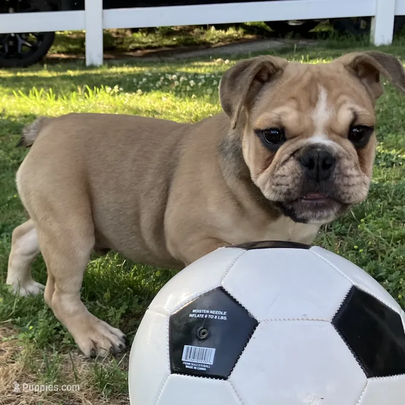Rocky – English Bulldog puppy for sale in Ypsilanti, MI