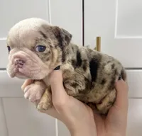 GROOT, a male English Bulldog for sale in Ypsilanti, MI – Photo 2 of 4