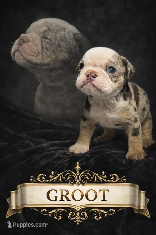 GROOT – English Bulldog puppy for sale in Ypsilanti, MI