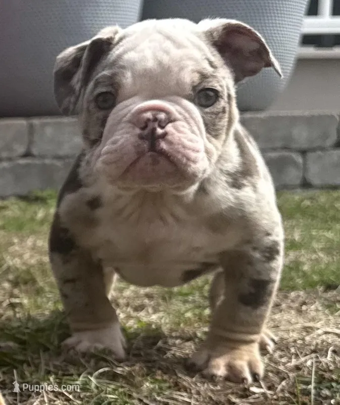 GROOT – English Bulldog puppy for sale in Ypsilanti, MI