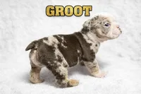 GROOT, a male English Bulldog for sale in Ypsilanti, MI – Photo 1 of 4