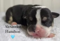 Alexander Hamilton, a male English Bulldog for sale in Ypsilanti, MI – 1 of 1