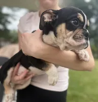 Alexander Hamilton, a male English Bulldog for sale in Ypsilanti, MI – 10 of 10