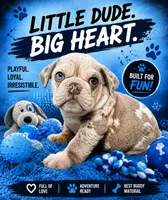 Starry , a male English Bulldog for sale in Ypsilanti, MI – 1 of 5