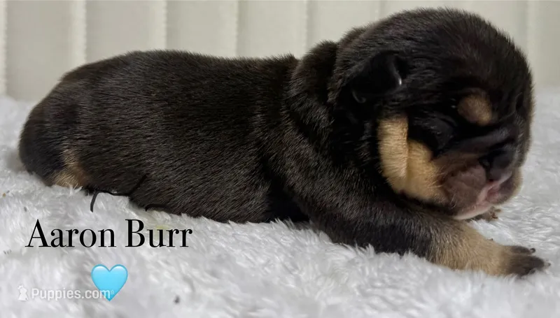 Aaron Burr – English Bulldog puppy for sale in Ypsilanti, MI