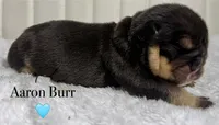 Aaron Burr, a male English Bulldog for sale in Ypsilanti, MI – 1 of 1