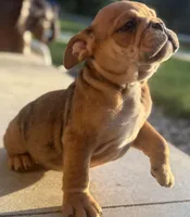 Kenny Chesney, a male English Bulldog for sale in Ypsilanti, MI – 3 of 10