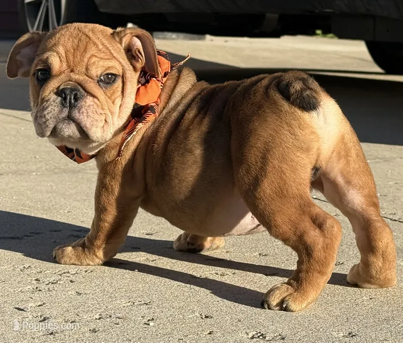 Kenny Chesney – English Bulldog puppy for sale in Ypsilanti, MI