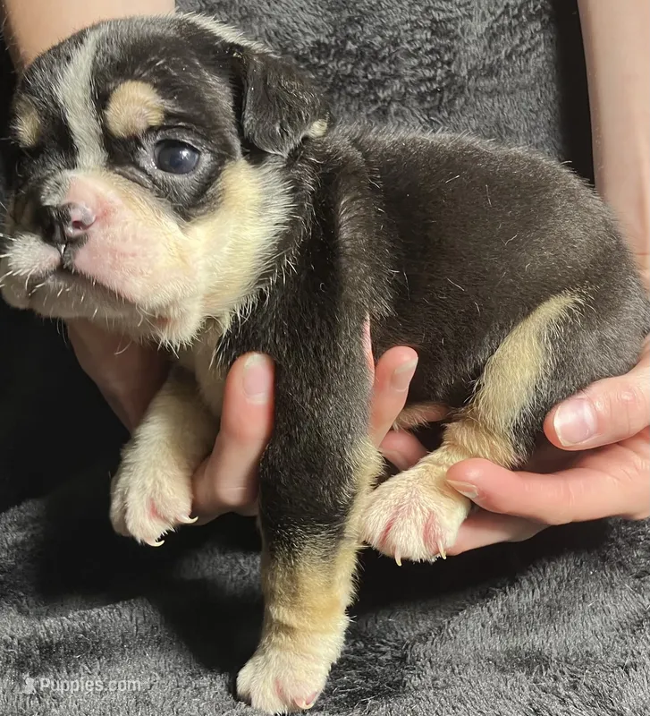 Alexander Hamilton – English Bulldog puppy for sale in Ypsilanti, MI