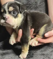 Alexander Hamilton, a male English Bulldog for sale in Ypsilanti, MI – 1 of 4
