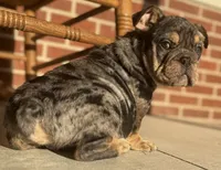 Vince Gill, a male English Bulldog for sale in Ypsilanti, MI – 6 of 7