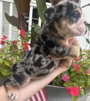 Peggy Skylar , a female English Bulldog for sale in Ypsilanti, MI – 6 of 6